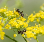 Fourmis sur aneth